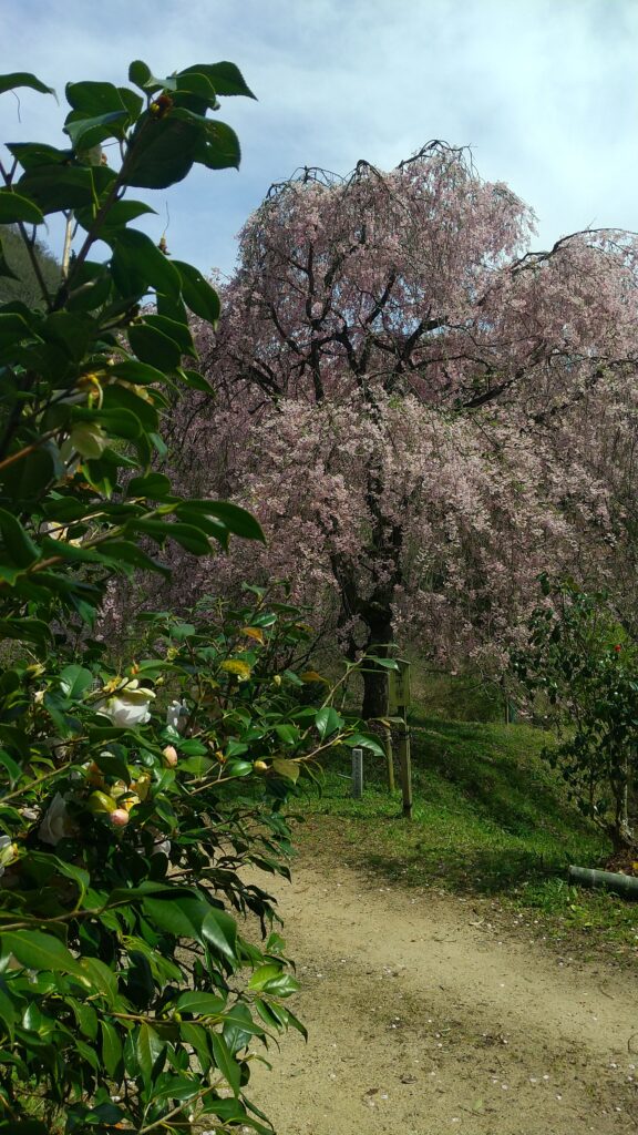 椿と百十桜.