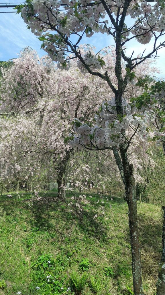 里山桜と百十桜